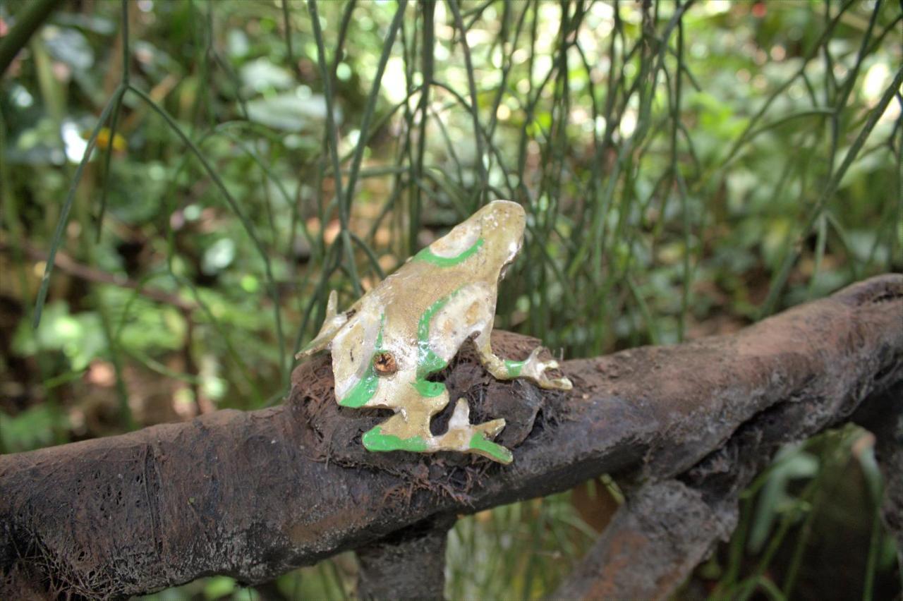 Salamandra Costa Rica Jimenez Extérieur photo